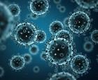 Что такое вирусы? Вирусы. Общие характеристики Какие существуют разновидности компьютерных вирусов